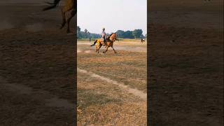 Tekari ground 🔥 me badami ghoda ka jalwa horse race [upl. by Jasmin]