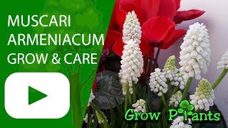 Muscari armeniacum  grow amp care Garden grapehyacinth [upl. by Garnes]