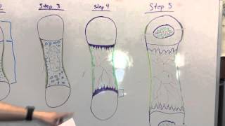 Endochondral Ossification Teaching Project [upl. by Lemon]