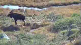 Ironbound Outfitters Moose Hunting [upl. by Ariem932]