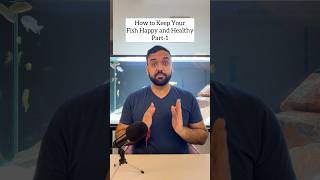 How To Keep Aquarium Fish Happy and Healthy [upl. by Bernadina]