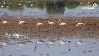 Flamingos in Doñana National Park [upl. by Casanova]