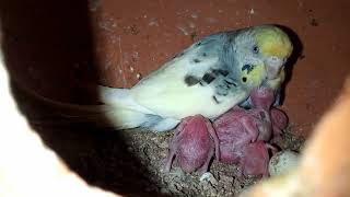 Australian parrot pight 5 day chicks November 26 2024 [upl. by Ednew]