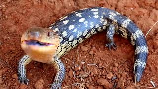 Angry blue tongue lizard [upl. by Atineb]