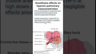 Anesthesia effects on hypoxic pulmonary vasoconstriction [upl. by Ellingston]