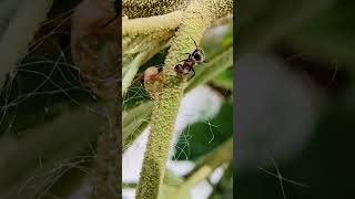 Ant tends planthopper nymph Playa del Carmen Mexico tropical Caribbean jungle insect life nature [upl. by Nide]