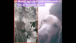 wedding bollywood atlee alluarjun anirudh dance doglover funny labradorsimbu [upl. by Fatima439]