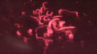 Parasitic Schistosoma haematobium Worms [upl. by Harvison]