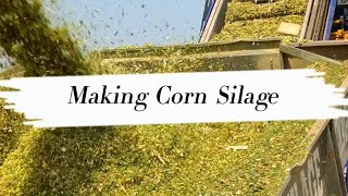 Corn Silage  Maize Silage  Pashuon ka Achar  Making Process [upl. by Camden128]