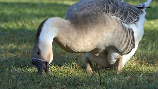 Swan Goose eats Grass for breakfast [upl. by Kenon]