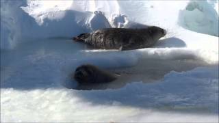 Weddell seal teeth [upl. by Eiuol]