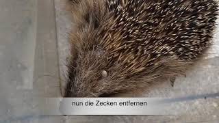 Igel Fressi ist wieder zurück im Garten ❤️🦔 Wie kann man Zecken und Flöhe entfernen❓ [upl. by Atlanta]