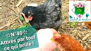 ☆N°50☆ Des poussins ou des pies Gain de cause pour les tomates Fandango [upl. by Kamin681]