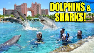 SWIMMING WITH DOLPHINS amp SHARKS at the LOST CITY OF ATLANTIS Bahamas Vacation DAY 2 [upl. by Hope]