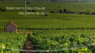 Vins de Bourgogne  Traitement à l’eau chaude des plants de vigne [upl. by Wiedmann313]