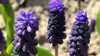 Muscari Latifolium  Bulbs for Fall Planting [upl. by Mohammad]