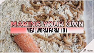 Making Your Own Mealworm Farm 101 [upl. by Tnilc409]