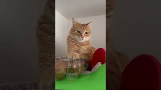 Pochi se cree gallina 😺🐓cat gatos catlover catvideos cutecat funnycats [upl. by Hertz]