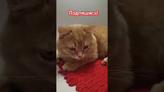 И кто эту выдумал хрень🤣 cat catsfunny юмор [upl. by Ynoyrb]