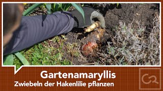 Gartenamaryllis – Zwiebeln der Hakenlilie pflanzen [upl. by Goetz689]