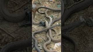 जब एक साथ इतने सारे कोबरा सांप जंगल में कैसे आजाद किया😱murliwalahausla snakevideo [upl. by Elijah]