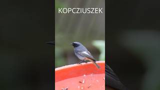 kopciuszek birds ptaki [upl. by Stockton]