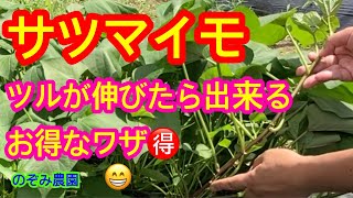 【サツマイモ🉐ワザ】ツルが伸びてきた時に使える絶対知っておきたいワザを紹介します！ [upl. by Yleve]