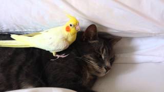 Bird protecting cat [upl. by Tadashi]