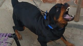 Big Rottweiler protecting Her territorymy house🔥 [upl. by Llechtim]