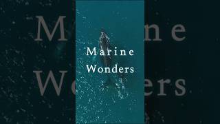 Marine Wonders healingmusic naturemusic relaxingmusic sleepmusic nature dolphin whale [upl. by Dranal]