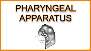 Pharyngeal Arches Pouches and Clefts [upl. by Arinaj]