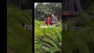 Cycas palm plant height 4 ft price wholesale nursery😱 gajraula gajraulanursery cycas 🔥plants [upl. by Oirelav]