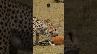 Cheetah’s Triumph Dragging a Gazelle in Amboseli safarisightings wildlifesafaris [upl. by Yup]