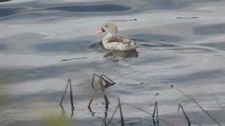 Anas capensis  Cerceta del Cabo  Cape Teal [upl. by Butte]