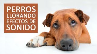 PERROS LLORANDO Efectos de Sonidos HD [upl. by Therron]