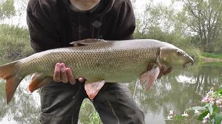 River Severn Barbel Fishing [upl. by Elvina]