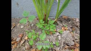 How to kill weeds without harming your bedding plants [upl. by Grant969]