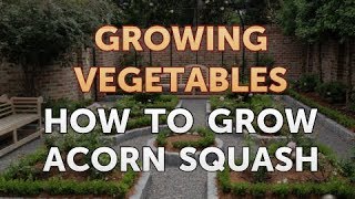 How to Grow Acorn Squash [upl. by Mariken]