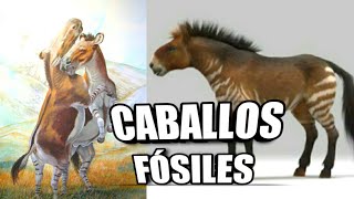 🐴🐎 CABALLOS FÓSILES de AMÉRICA DEL SUR 🐴🐎 [upl. by Fortin193]