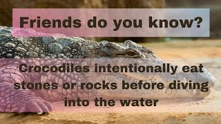 Crocodiles intentionally eat stones or rocks before diving into the water crocodile crocodiles [upl. by Acissaj565]