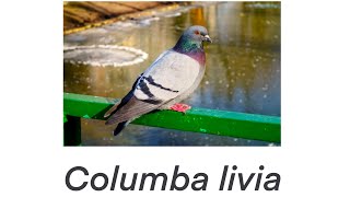 A Study of a Focal Behavior in the Rock Pigeon Columba livia  BIO 331 [upl. by Garnes]