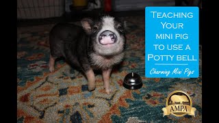 Teaching a mini pig to use a potty bell [upl. by Rehpitsirhc625]