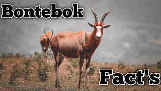 Interesting Facts About the Bontebok [upl. by Bergin]