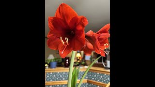 How to take care of Amaryllis after the blooms [upl. by Catha]