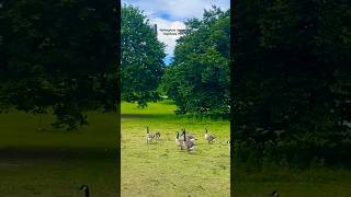 Nottingham University  Highfields Park  Trending Music  Short [upl. by Anerroc]