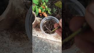 Ixora Flower Plant Cuttinf Propagation Success ampRepotinf floweringplant garden [upl. by Paloma]