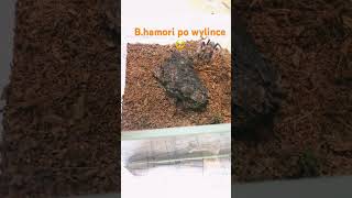 Hamori w końcu wyliniała rap hiphop animals spider music tarantula remix arachnid reptiles [upl. by Madden]