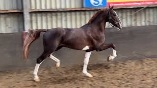 Pietertje VB Eebert x Kowalski KWPN stallion born in 2020 [upl. by Aisats]