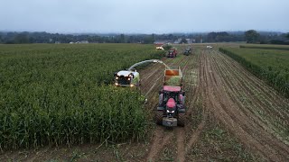 Ensilage XXL avec DOUBLE ensileuse CLAAS JAGUAR 970 et des ensemble BENNES 3 ESSIEUX [upl. by Anela]