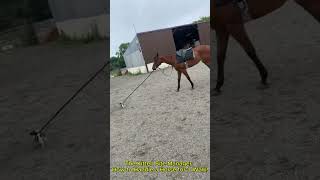 Horse Handling Expert Reveals Secrets to a Safe Walk [upl. by Larine]